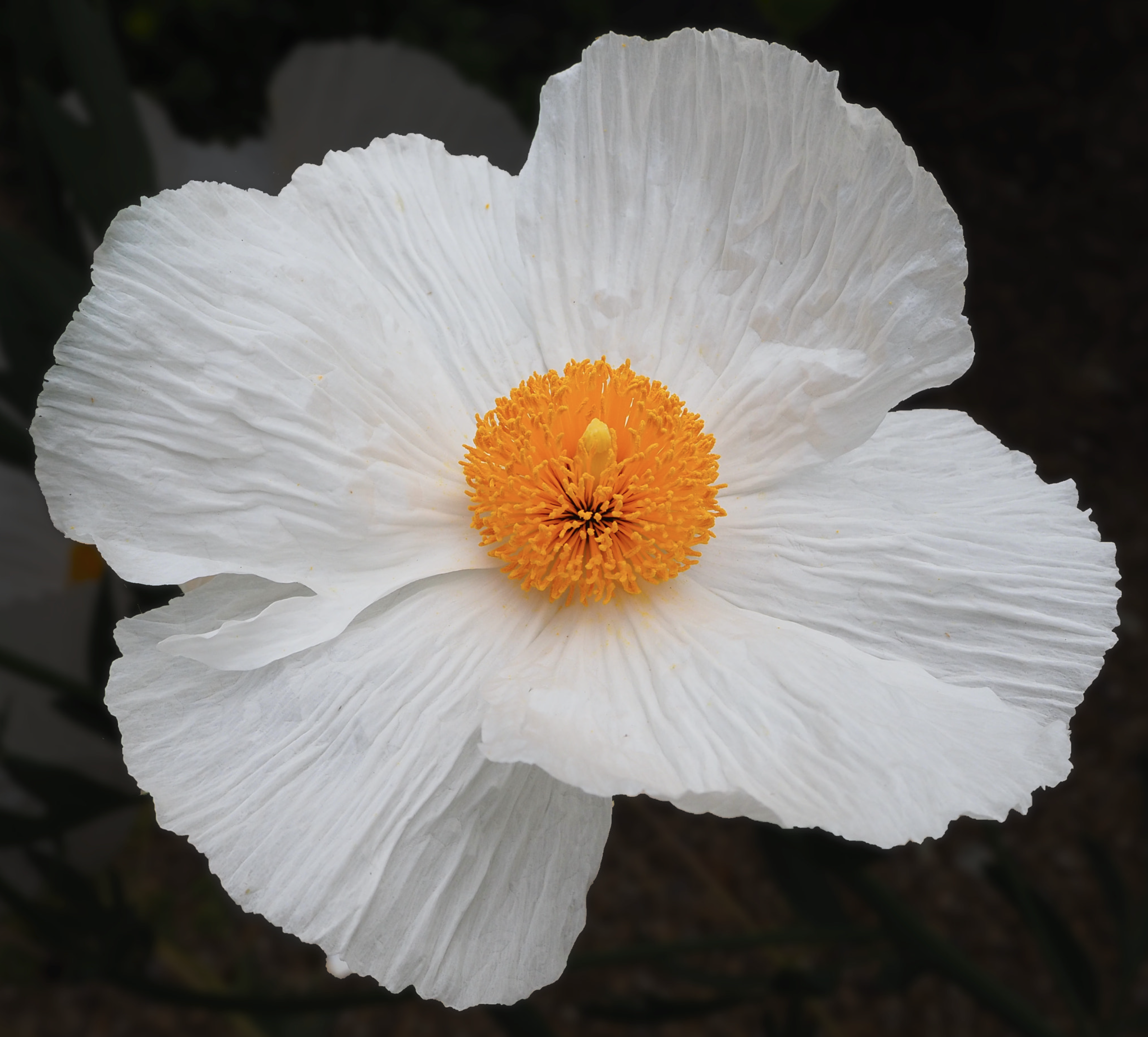 Fragile beauty